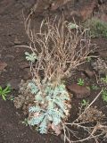 Glaucium flavum. Плодоносящее растение. Испания, Андалусия, провинция Альмерия, природный парк \"Cabo de Gata\", рудеральное местообитание у обочины автомобильной дороги. 21 декабря 2009 г.