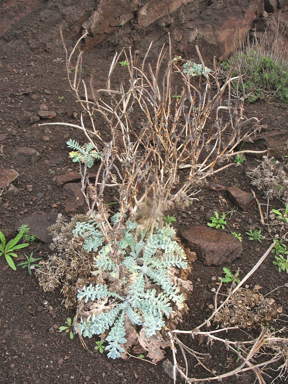 Изображение особи Glaucium flavum.