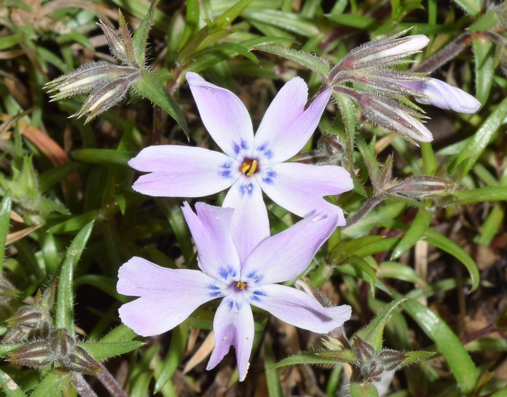 Изображение особи Phlox subulata.