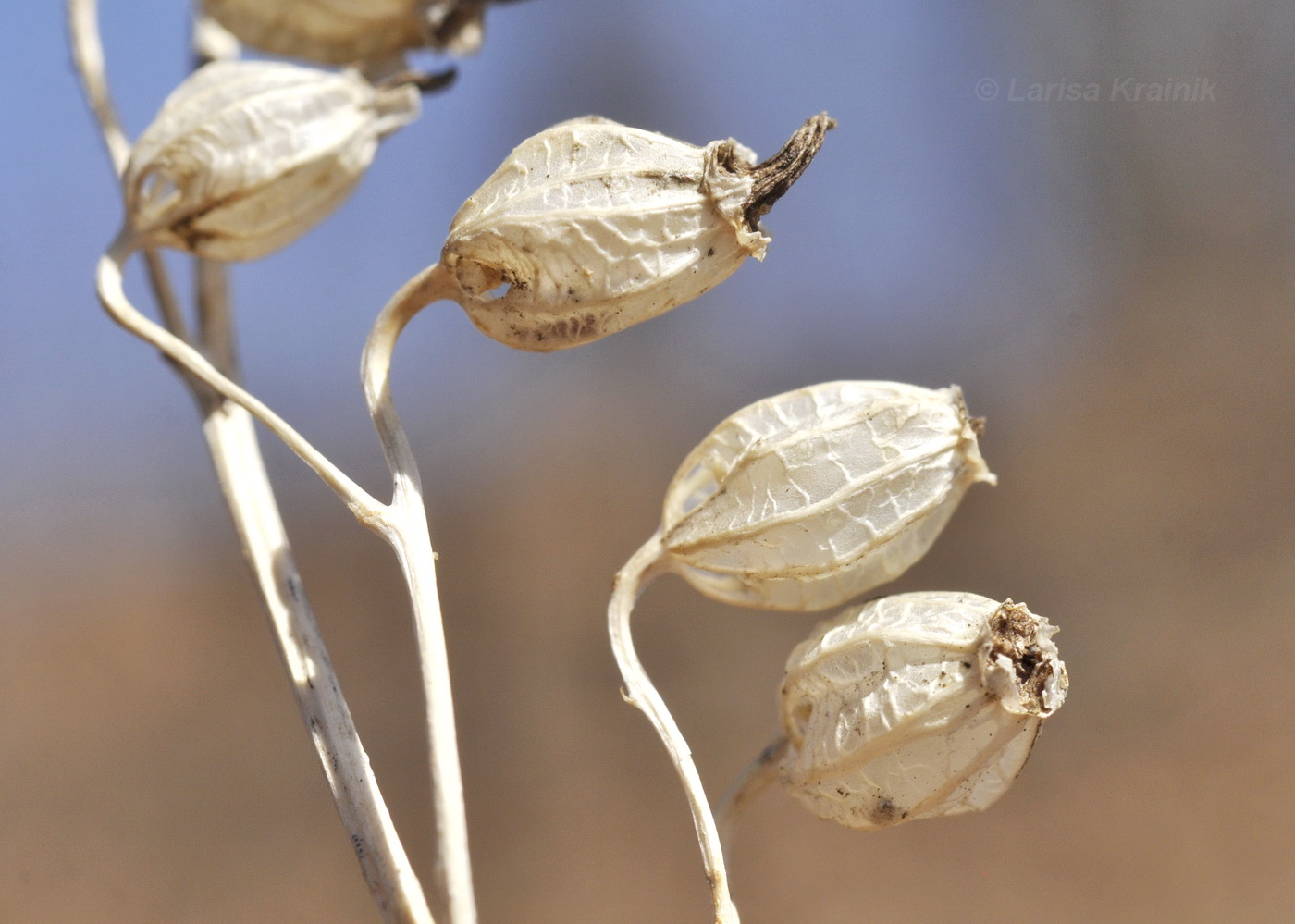 Изображение особи Adenophora pereskiifolia.