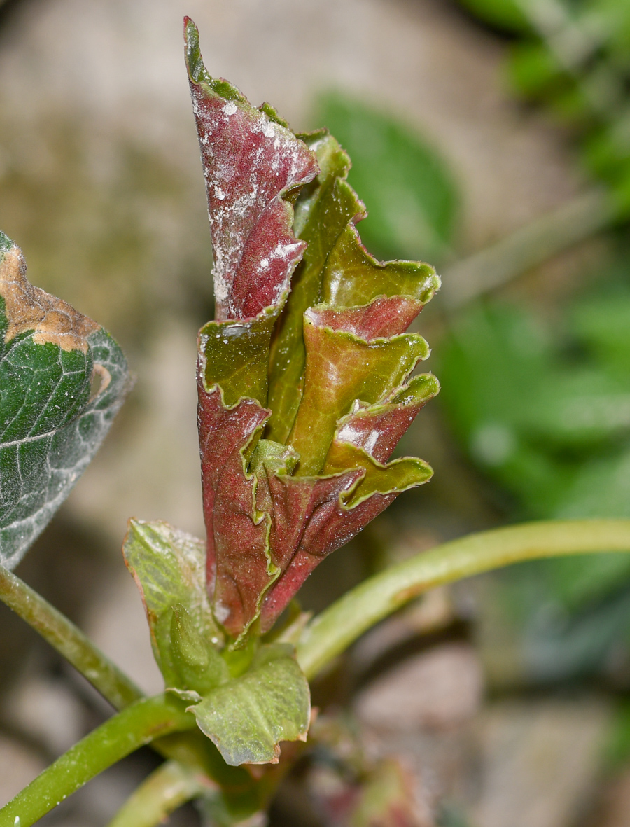 Image of genus Begonia specimen.