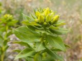 Haplophyllum suaveolens. Верхушка побега с соцветием в бутонах. Крым, городской округ Феодосия, окр. пос. Орджоникидзе, гора Батон, каменистая степь. 02.05.2021.