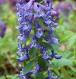 Corydalis solida