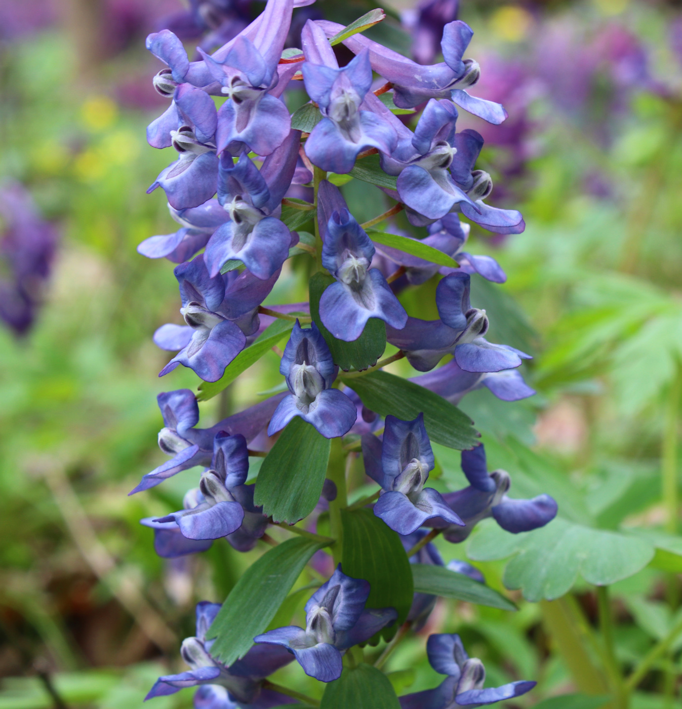 Image of Corydalis solida specimen.