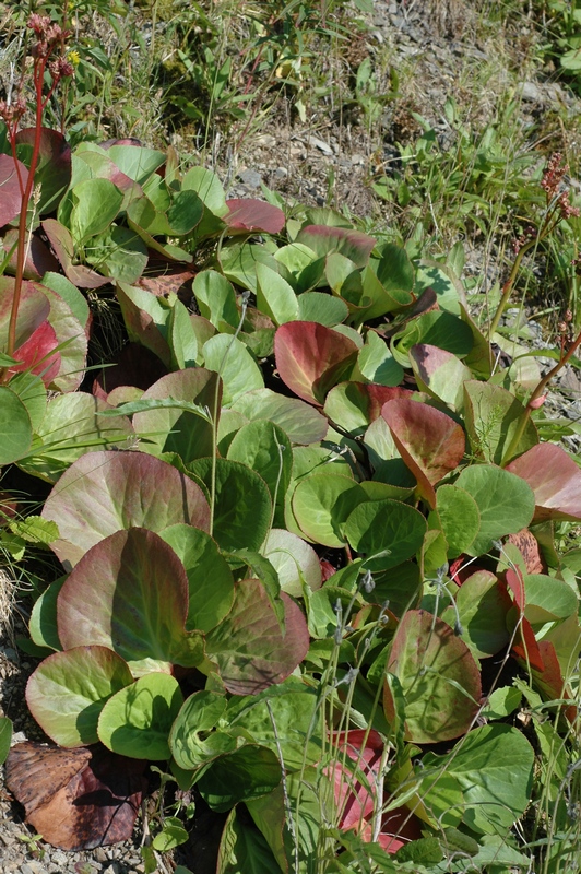 Изображение особи Bergenia crassifolia.