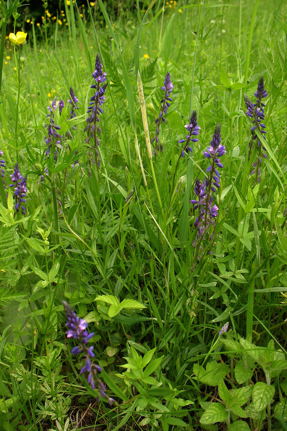 Image of Polygala comosa specimen.