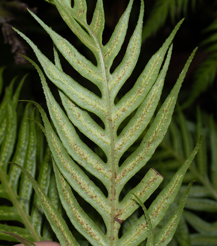 Image of Woodwardia prolifera specimen.