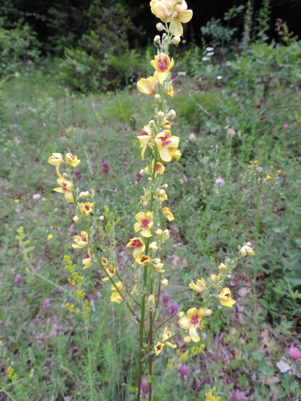 Изображение особи Verbascum pyramidatum.