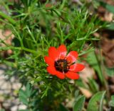 Adonis microcarpa. Цветок. Израиль, Нижняя Галилея, г. Верхний Назарет, выположенная вершина холма, выс. ок. 410 м н. у. м. 25.03.2014.