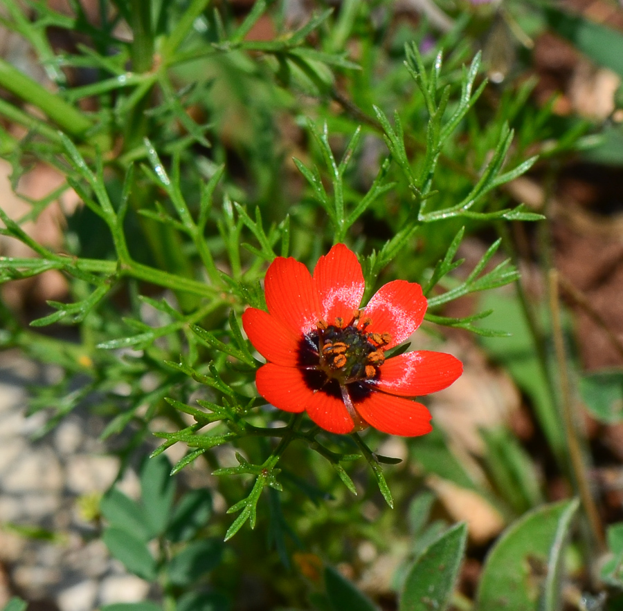 Изображение особи Adonis microcarpa.