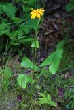 Ligularia calthifolia