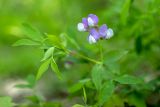 Lathyrus laxiflorus. Цветки и лист. Краснодарский край, Абинский р-н, окр. станицы Шапсугская, широколиственный лес. 15.06.2021.