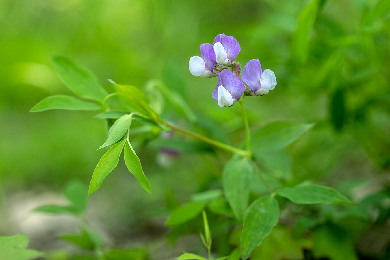 Изображение особи Lathyrus laxiflorus.