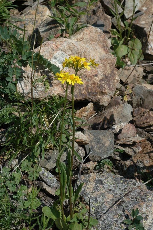 Изображение особи Tephroseris integrifolia.