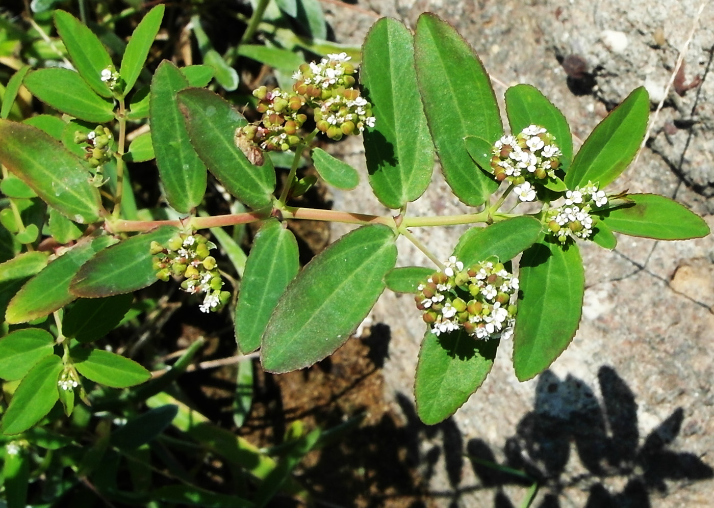 Изображение особи Euphorbia hypericifolia.