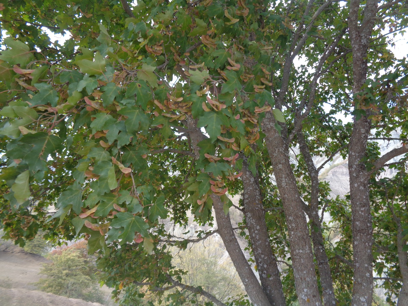 Image of Acer campestre specimen.