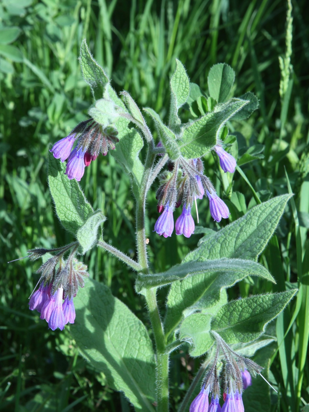 Image of Symphytum caucasicum specimen.