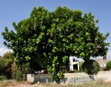 Ficus lyrata