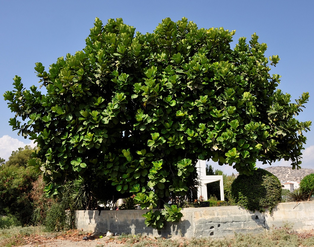 Изображение особи Ficus lyrata.