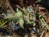 Crepis rhoeadifolia. Прикорневой лист. Греция, Эгейское море, о. Сирос, окр. пос. Фабрика (Φάμπρικα), возле грунтовой дороги. 22.04.2021.