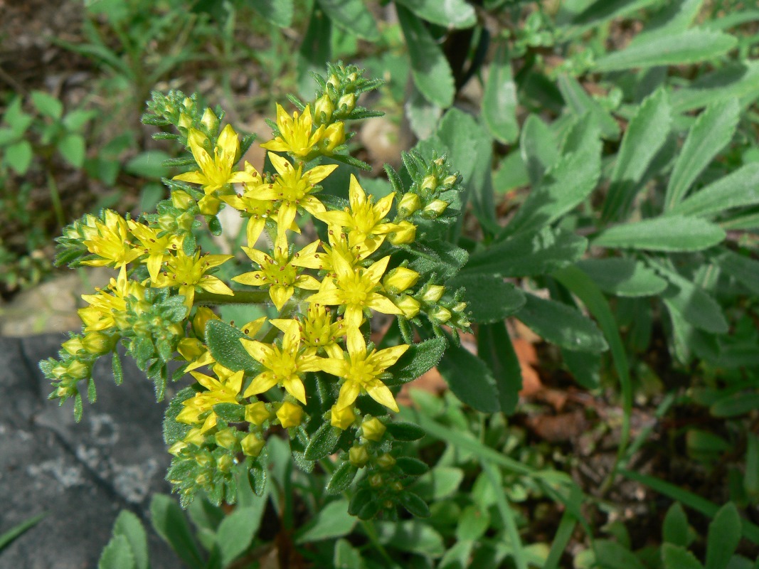 Изображение особи Aizopsis selskiana.