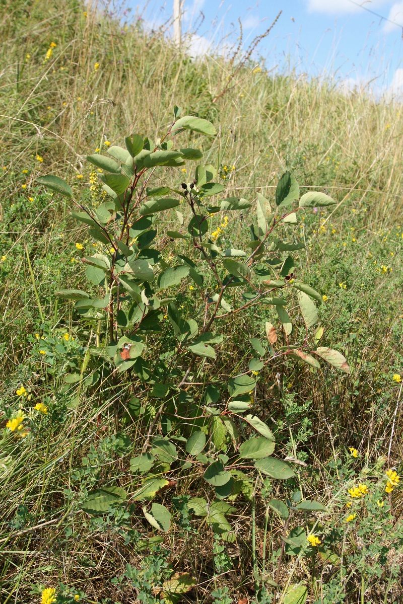 Image of Amelanchier spicata specimen.