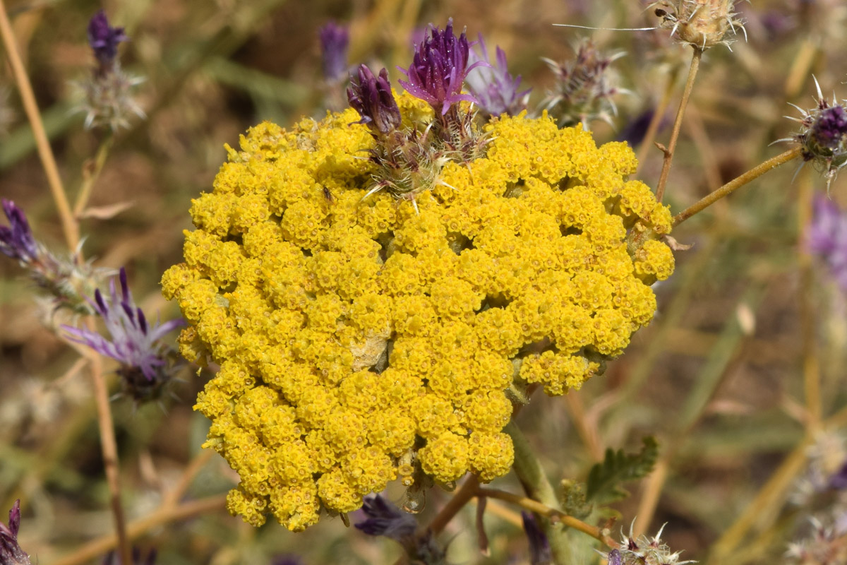 Изображение особи Achillea filipendulina.