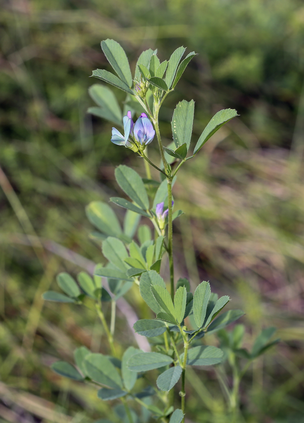 Изображение особи Medicago &times; varia.