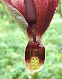 Arum orientale