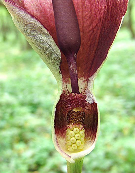 Image of Arum orientale specimen.