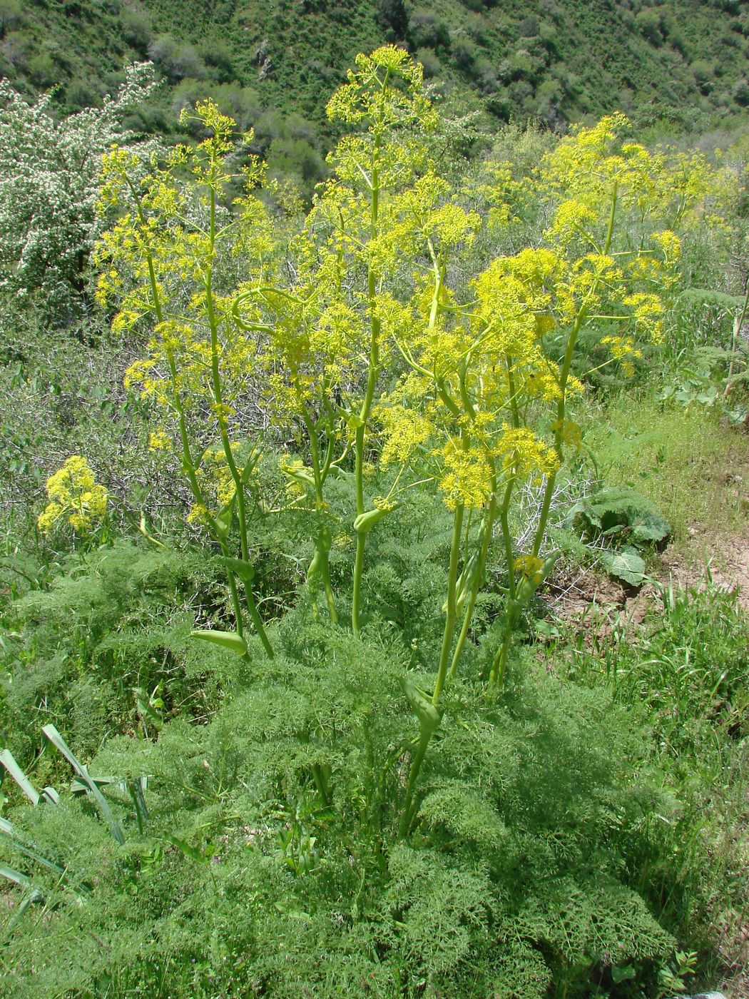 Image of Ferula tenuisecta specimen.