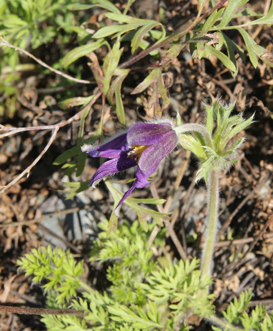 Image of genus Pulsatilla specimen.