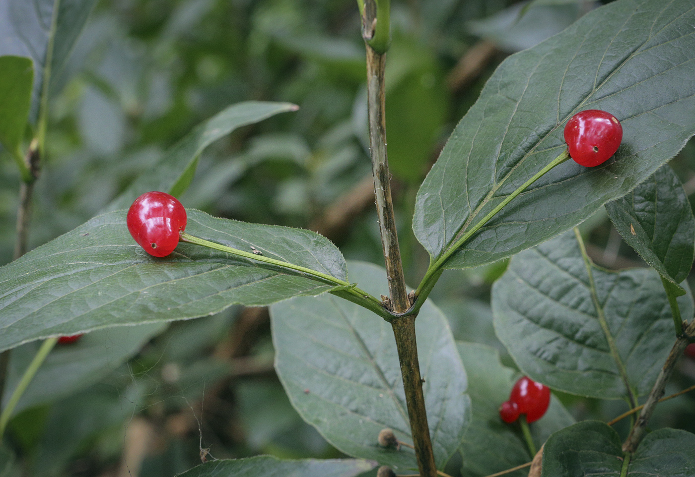 Изображение особи Lonicera alpigena.