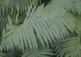 Matteuccia struthiopteris