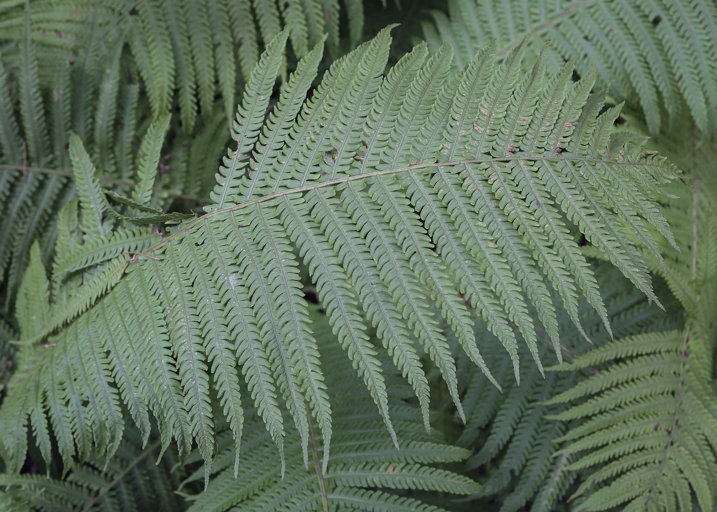 Image of Matteuccia struthiopteris specimen.