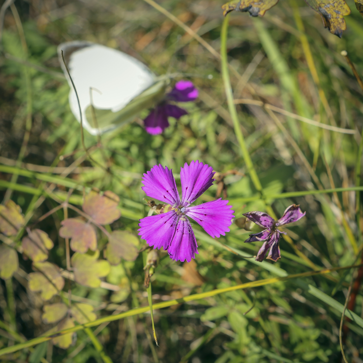 Image of Dianthus versicolor specimen.