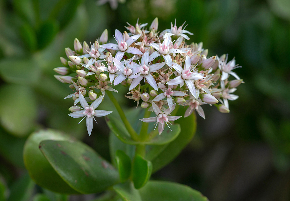 Изображение особи Crassula ovata.