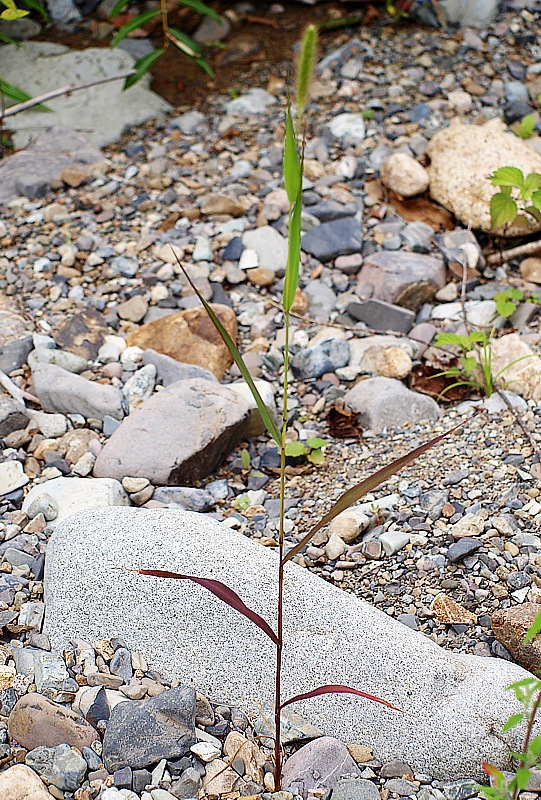 Image of Setaria viridis specimen.