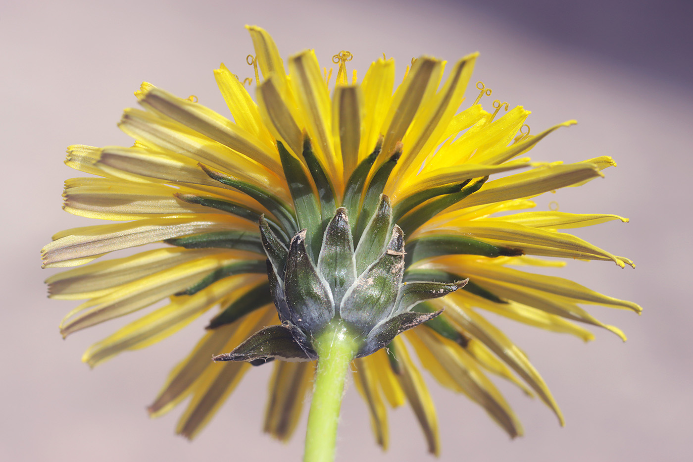 Image of genus Taraxacum specimen.