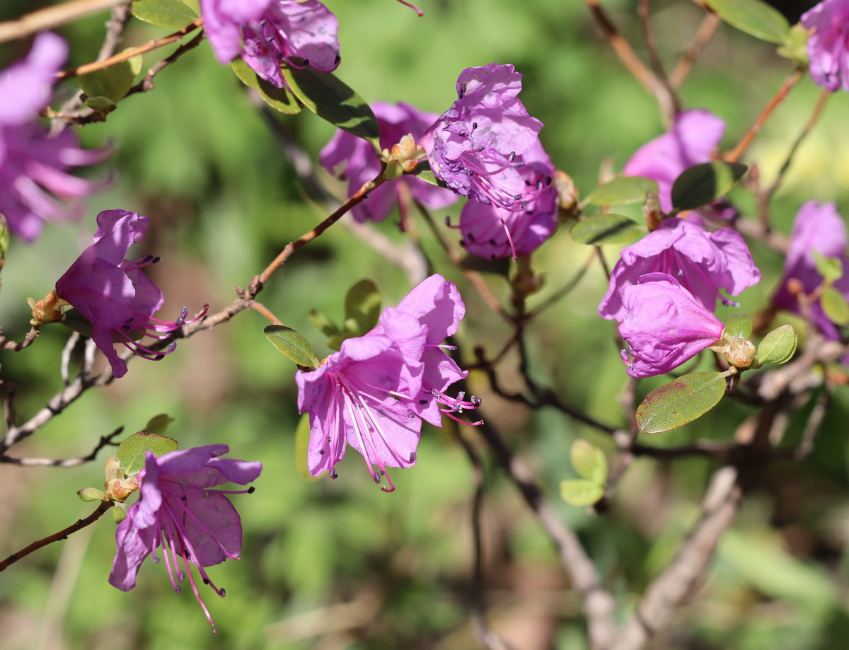Image of Rhododendron ledebourii specimen.