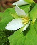 Trillium × komarovii. Цветок. Приморский край, Хасанский р-н, окр. с. Кравцовка, бассейн р. Грязная, в дубовом лесу. 16.05.2022.