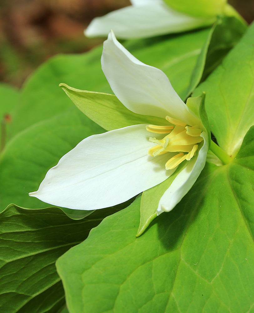 Image of Trillium &times; komarovii specimen.