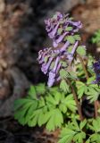 Corydalis solida. Верхушка цветущего растения. Самарская обл., Жигулёвский заповедник, гора Стрельная, опушка широколиственного леса. 02.05.2021.