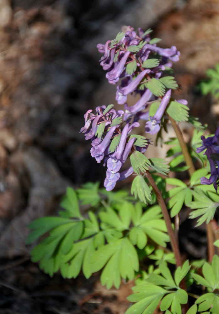 Image of Corydalis solida specimen.