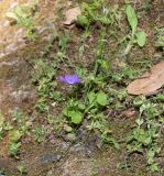 Campanula sidoniensis. Цветущее растение. Израиль, Верхняя Галилея, западная часть, берег нахаль Кзив. 19.05.2022.