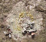 genus Lecanora. Таллом с апотециями в сообществе с талломами Parmelia на упавшем стволе старой ольхи Alnus glutinosa. Московская обл., Одинцовский р-н, окр. г. Кубинка, берег мелкого ручья. 15.04.2022.
