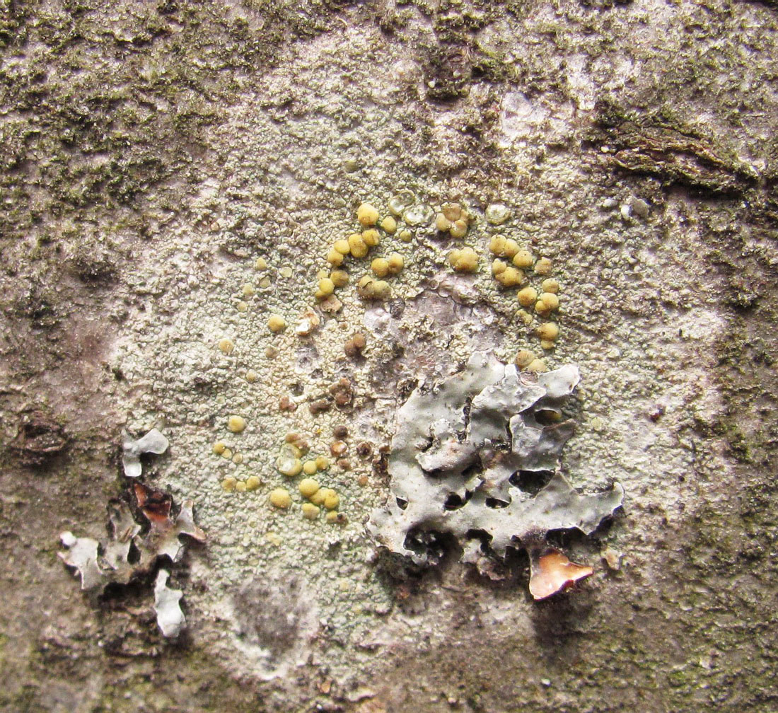 Image of genus Lecanora specimen.