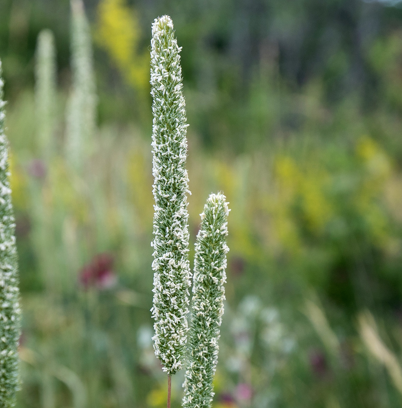 Изображение особи род Phleum.