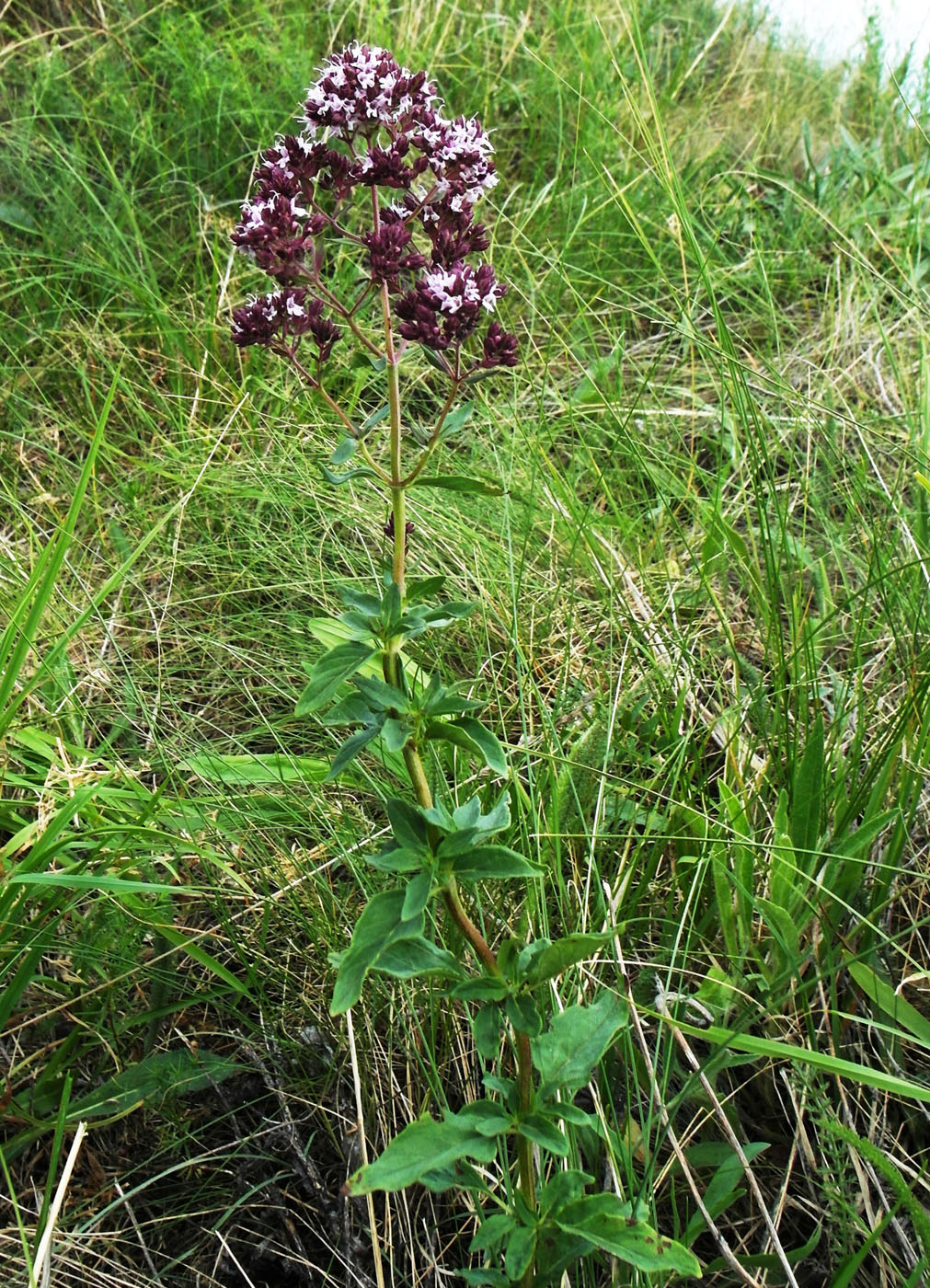 Изображение особи Origanum vulgare.