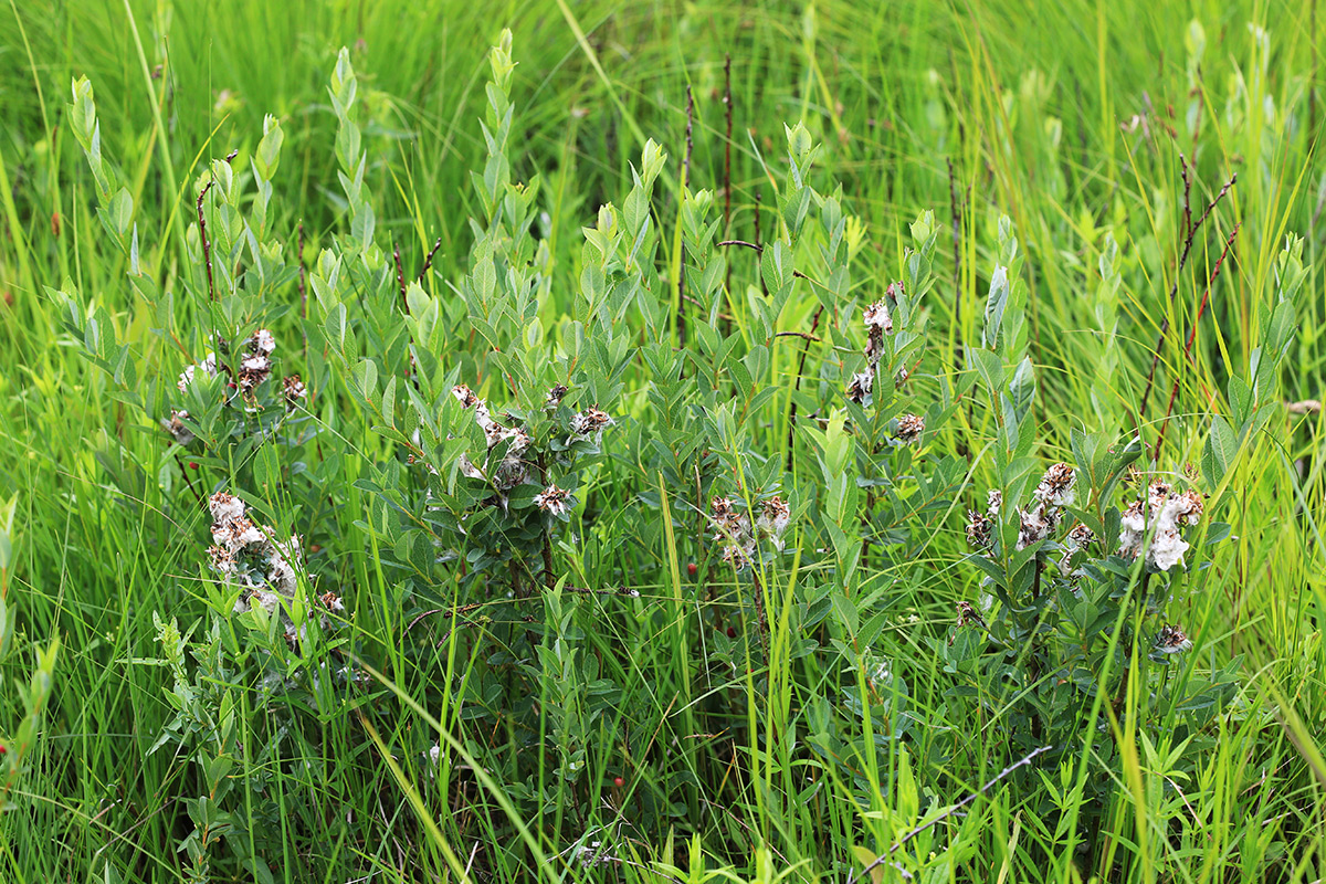 Image of Salix myrtilloides specimen.